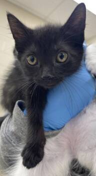 Rue B -  Domestic Short Hair Cat for Adoption in Westland, Michigan - Rue B | PetCurious