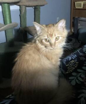 Leona -  Domestic Long Hair Cat for Adoption in Richmond, Virginia - Leona | PetCurious