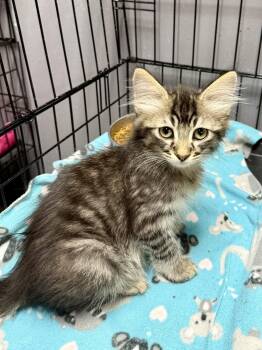 Domestic Medium Hair and American Bobtail Cats Available for Adoption in Gilberts, Illinois - CAT - Kirby | PetCurious
