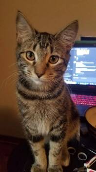 Elias -  Tabby and Domestic Short Hair Cat for Adoption in Dublin, Ohio - Elias | PetCurious