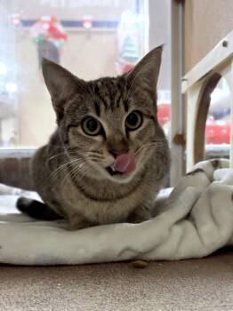 Domestic Short Hair Cats Available for Adoption - Cotton | PetCurious