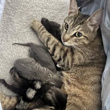 Domestic Short Hair Cats Available for Adoption in Long Beach, California - Mama Cabbage | PetCurious