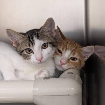 Pancake -  Domestic Short Hair Cat for Adoption in St. Augustine, Florida - Pancake | PetCurious