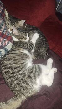 Sakura -  Tabby Cat for Adoption in Glendale, Arizona - Sakura | PetCurious