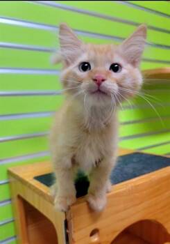 THEO -  Domestic Medium Hair Cat for Adoption in St. Peters, Missouri - THEO | PetCurious
