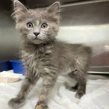 Bottle Brush -  Domestic Medium Hair Cat for Adoption in Carencro, Louisiana - Bottle Brush | PetCurious
