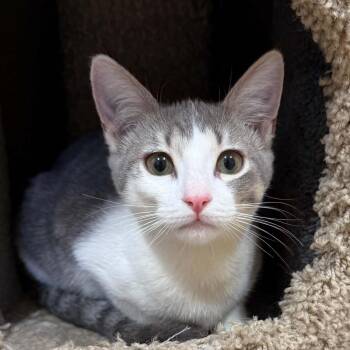 Hustler -  Domestic Short Hair Cat for Adoption in Tehachapi, California - Hustler | PetCurious