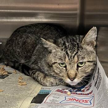 Domestic Short Hair Cats Available for Adoption in Pauls Valley, Oklahoma - Mesmer | PetCurious
