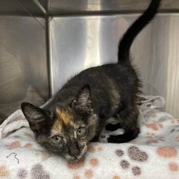 Domestic Short Hair Cats Available for Adoption in Roanoke, Virginia - Sardine | PetCurious