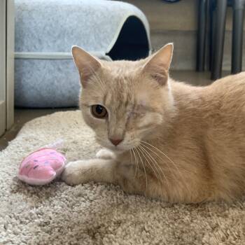 Domestic Short Hair Cats Available for Adoption - Nacho | PetCurious