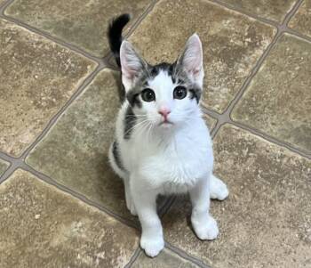 Arroyo -  Domestic Short Hair Cat for Adoption in Lincoln, California - Arroyo | PetCurious