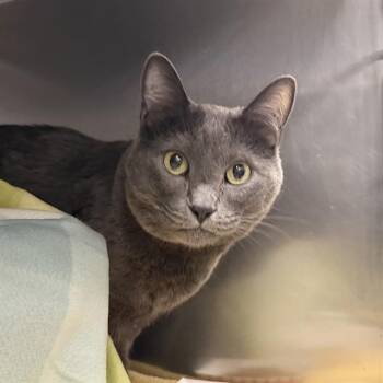 Domestic Short Hair Cats Available for Adoption in Las Vegas, Nevada - JANGO | PetCurious