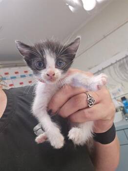 PEANUT -  Domestic Short Hair Cat for Adoption in Columbia, South Carolina - PEANUT | PetCurious