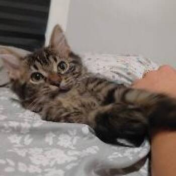 Libby -  Domestic Short Hair Cat for Adoption in Mokena, Illinois - Libby | PetCurious