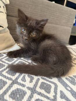 Umbreon -  Domestic Short Hair Cat for Adoption in Pasco, Washington - Umbreon | PetCurious