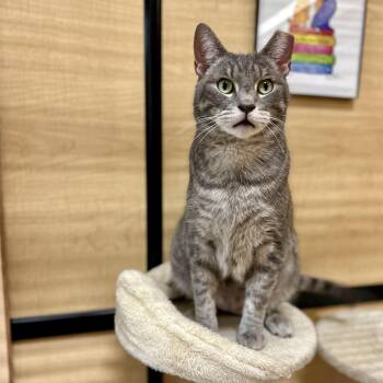 Domestic Short Hair Cats Available for Adoption in Norwalk, Connecticut - Patchie | PetCurious