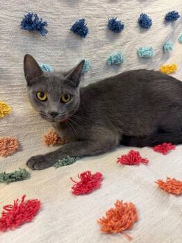 Lily Purr PA -  Domestic Short Hair Cat for Adoption in Denham Springs, Louisiana - Lily Purr PA | PetCurious