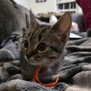 Rescue Domestic Short Hair Cats for Adoption in Beulaville, North Carolina - PG Of Piccadilly | PetCurious