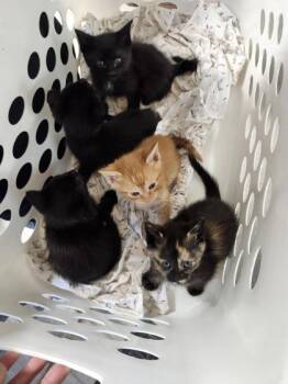 Domestic Short Hair Cats Available for Adoption - Good Luck Babe | PetCurious