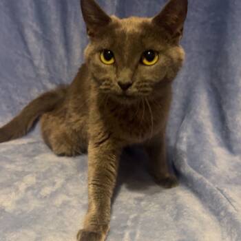 Rescue Domestic Short Hair Cats for Adoption in Hackett, Arkansas - Jezebelle | PetCurious