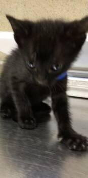 Rescue Domestic Short Hair Cats for Adoption in Riverside, California - SALEM | PetCurious