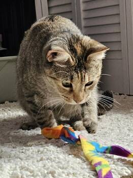 Butter -  Abyssinian and Tabby Cat Available for Adoption in Oakland Park, Florida - Butter | PetCurious
