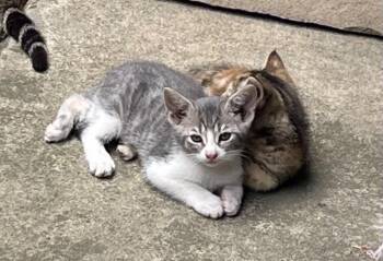 Gray -  Tabby Cat for Adoption in San Antonio, Texas - Gray | PetCurious