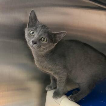 Vi -  Domestic Short Hair Cat for Adoption in Detroit Lakes, Minnesota - Vi | PetCurious