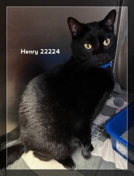 HENRY -  Domestic Short Hair Cat for Adoption in Marietta, Georgia - HENRY | PetCurious