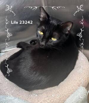 LILA -  Domestic Short Hair Cat for Adoption in Marietta, Georgia - LILA | PetCurious