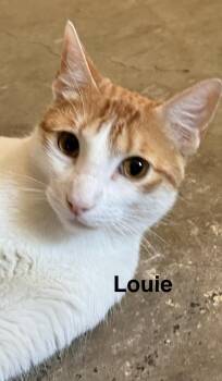 Domestic Short Hair Cats Available for Adoption in Zimmerman, Minnesota - Louie | PetCurious