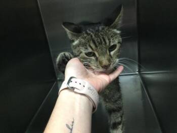 Rescue Domestic Short Hair Cats for Adoption in Thousand Palms, California - EERIE | PetCurious