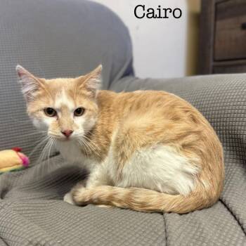 Domestic Medium Hair Cats Available for Adoption in Buffalo, Minnesota - Cairo *Meet Me At Plymouth Petsmart* | PetCurious