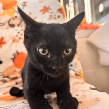 Jam -  Domestic Short Hair Cat for Adoption in Phoenix, Arizona - Jam | PetCurious