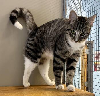 Domestic Short Hair Cats Available for Adoption - TIPHER | PetCurious
