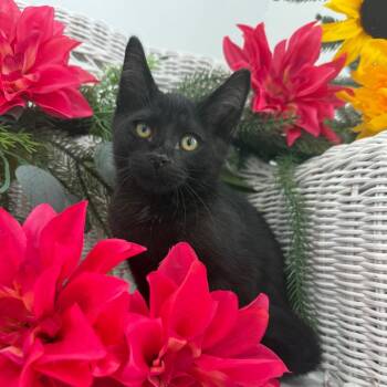 Otter Ferd 56428 -  Domestic Short Hair Cat for Adoption in Eaton Rapids, Michigan - Otter Ferd 56428 | PetCurious