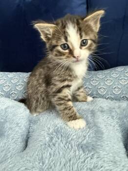 Prince Naveen -  Domestic Short Hair Cat for Adoption - Prince Naveen | PetCurious