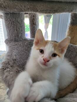 TINKER -  Domestic Short Hair Cat for Adoption in Niagara-on-the-lake, Ontario - TINKER | PetCurious