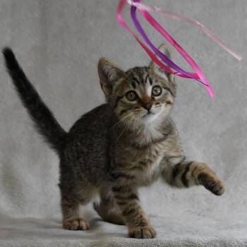 Lark -  Domestic Short Hair Cat for Adoption in Sunnyvale, California - Lark | PetCurious