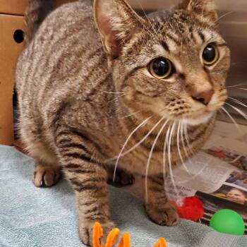 Noodles -  Domestic Short Hair Cat for Adoption - Noodles | PetCurious