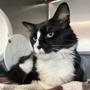 Sly -  Domestic Short Hair Cat for Adoption in Cedaredge, Colorado - Sly | PetCurious
