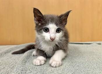 ARCHIE -  Domestic Short Hair Cat for Adoption in Brentwood, Missouri - ARCHIE | PetCurious