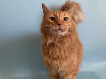 Ella -  Domestic Medium Hair Cat for Adoption in Minneapolis, Minnesota - Ella | PetCurious