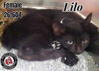 Lilo -  Manx Cat for Adoption in Georgetown, Kentucky - Lilo | PetCurious