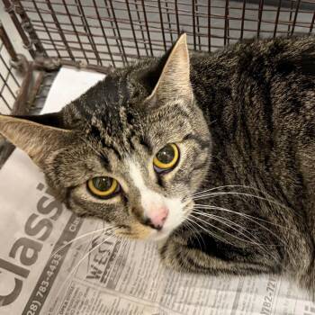 Calamansi -  Domestic Short Hair Cat for Adoption in Yuma, Arizona - Calamansi | PetCurious