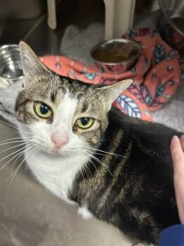 Rescue Domestic Short Hair Cats for Adoption in Juneau, Alaska - Chihiro | PetCurious