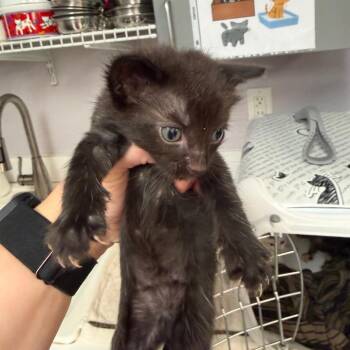 Topaz -  Domestic Short Hair Cat for Adoption in Port Charlotte, Florida - Topaz | PetCurious