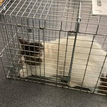 Snowball -  Domestic Short Hair Cat for Adoption in Montgomery, Alabama - Snowball | PetCurious