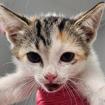 Katarina -  Domestic Short Hair Cat for Adoption in Greenville, South Carolina - Katarina | PetCurious