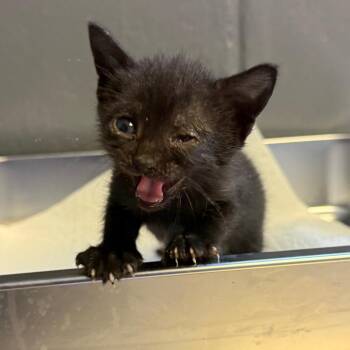 Omega -  Domestic Short Hair Cat for Adoption in Tuscaloosa, Alabama - Omega | PetCurious